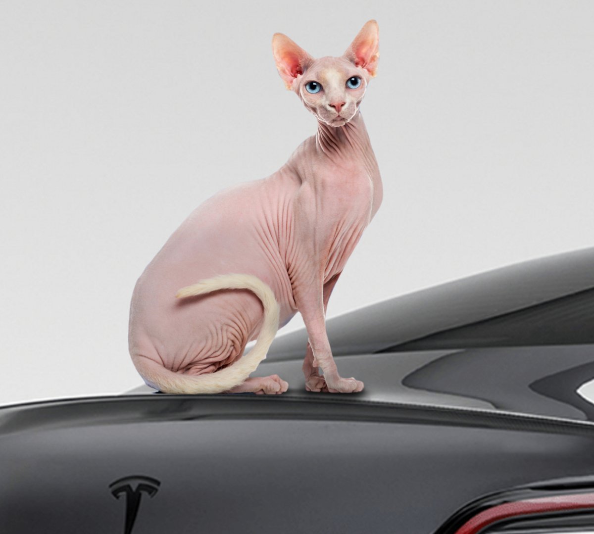 Sphynx Cat Fur Tesla Keycard Decal